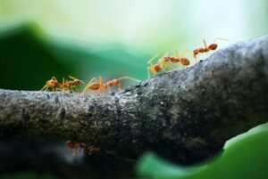 Psychologia mrówek